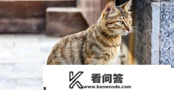 为什么在所有的家猫中，中国狸花猫的野性是更大的？