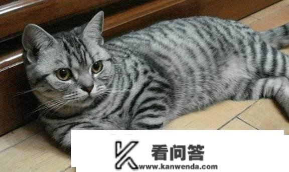 为什么在所有的家猫中，中国狸花猫的野性是更大的？