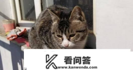 为什么在所有的家猫中，中国狸花猫的野性是更大的？