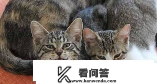 为什么在所有的家猫中，中国狸花猫的野性是更大的？