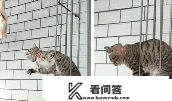 为什么在所有的家猫中，中国狸花猫的野性是更大的？