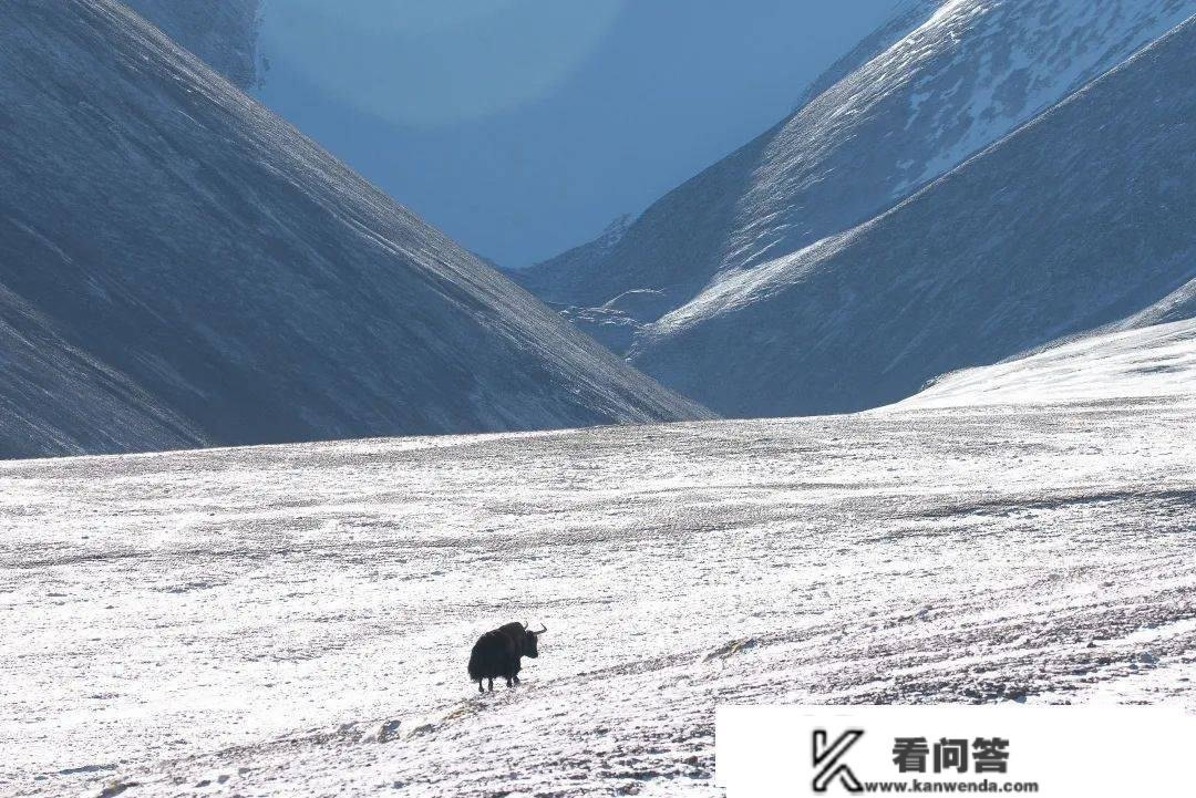 见过阿里的冬天，你的西藏游览才算完好！