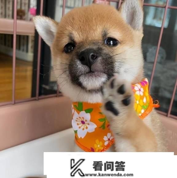 柴犬要去哪里买？一般都几钱？