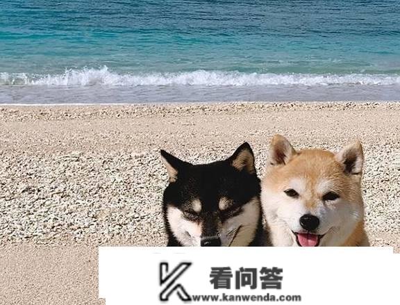 柴犬要去哪里买？一般都几钱？