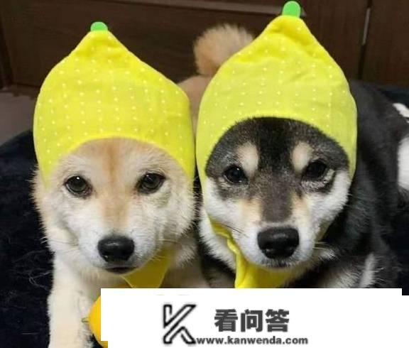 宠物级柴犬，在什么价位？几钱能买到一只都雅的柴犬？