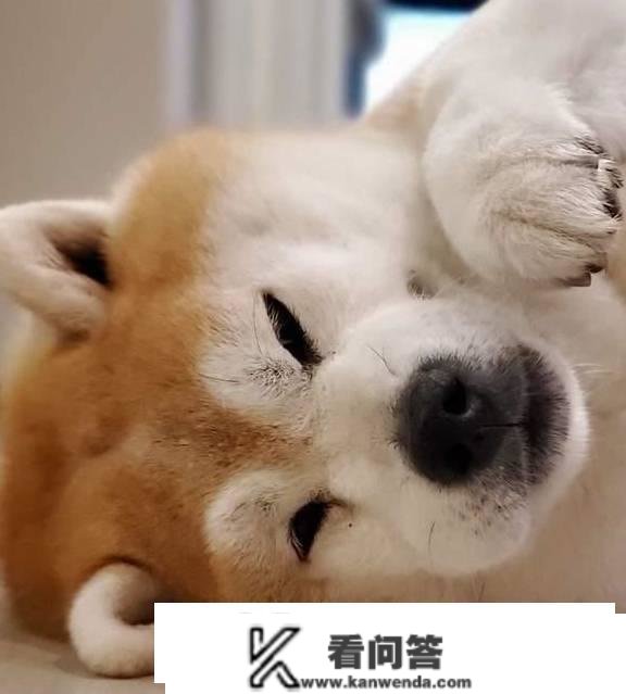 宠物级柴犬，在什么价位？几钱能买到一只都雅的柴犬？