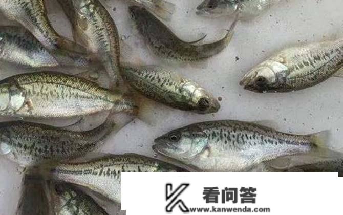 湖北汇春农研分享养殖加州鲈鱼前景怎么样？