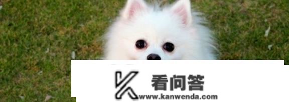 金碳是什么犬？日常应该怎么饲养？