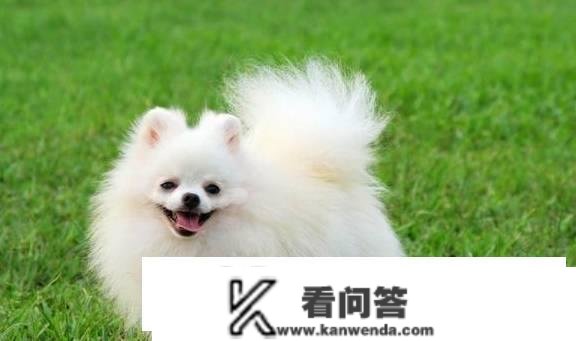 金碳是什么犬？日常应该怎么饲养？