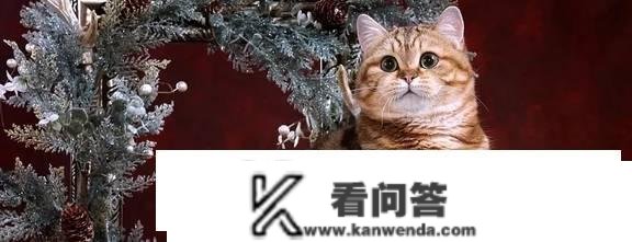 金浅层虎斑猫是什么品种？