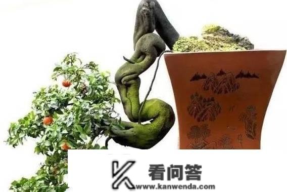 金弹子盆景的嫁接办法是什么 金弹子盆景的嫁接留意事项