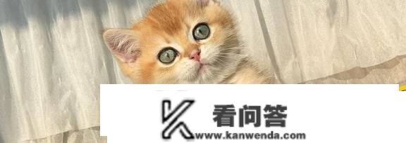 渐变猫咪是什么品种？英短金渐层优缺点有哪些