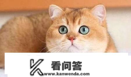 渐变猫咪是什么品种？英短金渐层优缺点有哪些