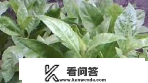 白子菜的成效与感化 白子菜的副感化