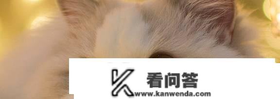 猫尾巴的感化？