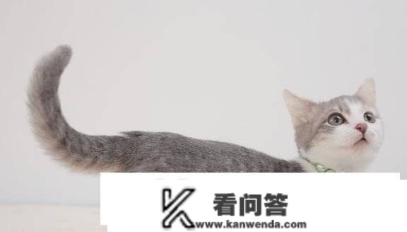 猫尾巴的感化？