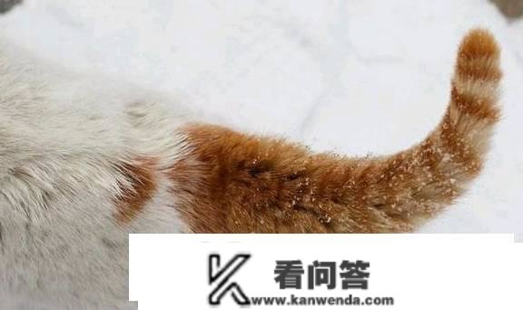 猫尾巴的感化？