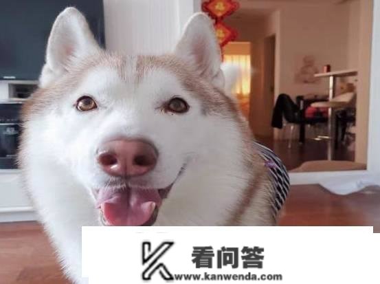 狗狗钙片的感化