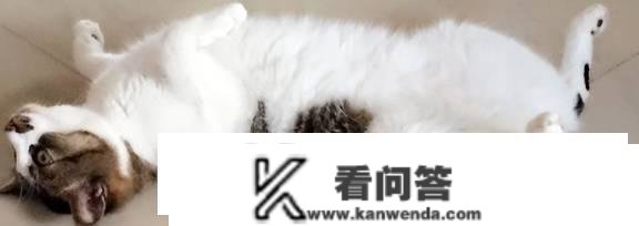 猫的尾巴有什么感化和特点？爪子有什么感化？