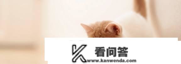 猫咪怎么才算玩累了？