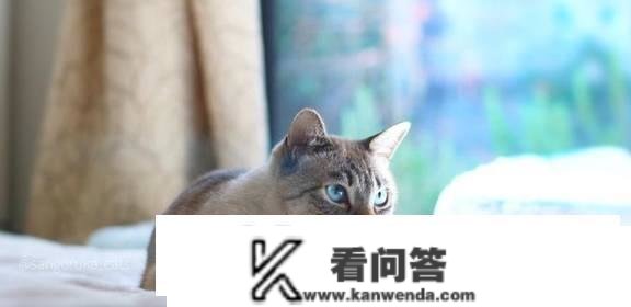 猫咪怎么才算玩累了？