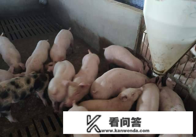 油价预期上调，12月23日，调整后的汽油、生猪、粮食价格是几