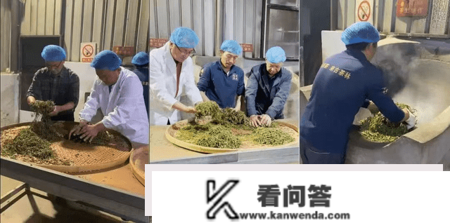 云南凤庆春茗茶业10001号古茶树开采 拉开春茶采摘序幕