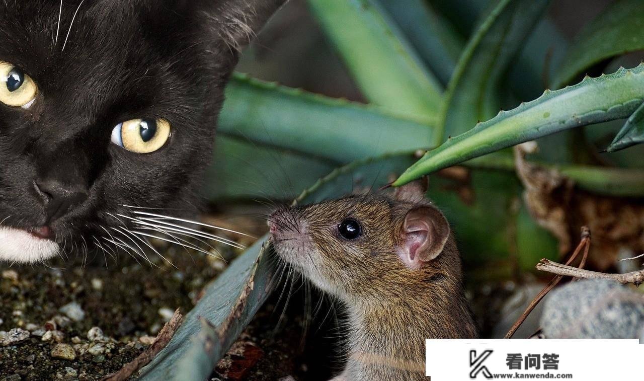 从动物营养学角度谈：野猫每天吃几只老鼠适宜？数量有点超乎想象