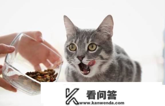 猫咪喂食有讲究！喂得太多会胖，喂不敷营养不良，一张表处理问题