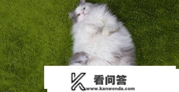 猫咪喂食有讲究！喂得太多会胖，喂不敷营养不良，一张表处理问题