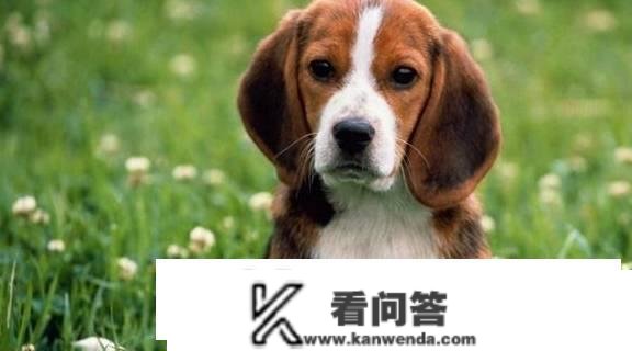 比格犬为什么很少人养？