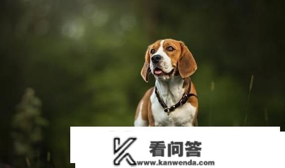 比格犬为什么很少人养？