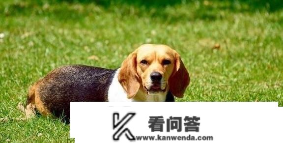 为什么比格犬很少被饲养？