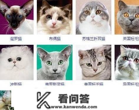 猫的品种有哪些？