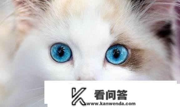 猫的品种有哪些？