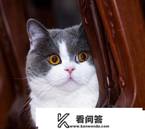 猫的品种有哪些？