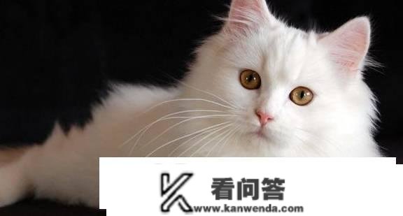 猫常见的品种有哪些？