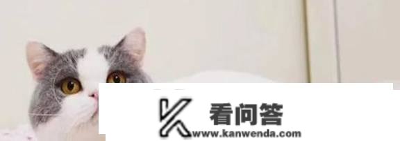 猫常见的品种有哪些？