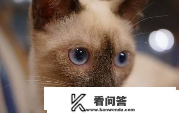 猫常见的品种有哪些？