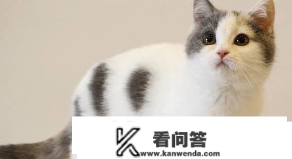 猫常见的品种有哪些？