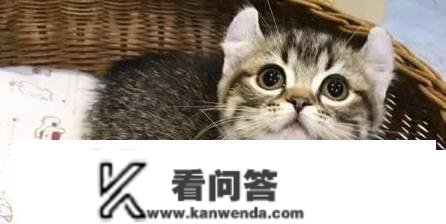 猫多维的品种有哪些？