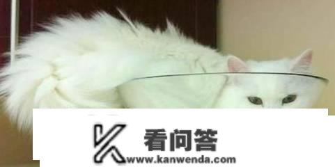 猫多维的品种有哪些？