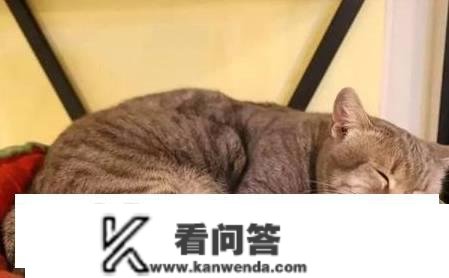 猫多维的品种有哪些？