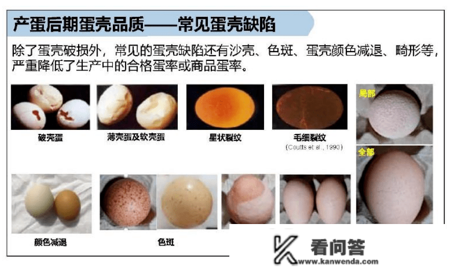 你算过吗，蛋壳破损率高会给鸡场形成几丧失？那6个原因必然要引起重视！