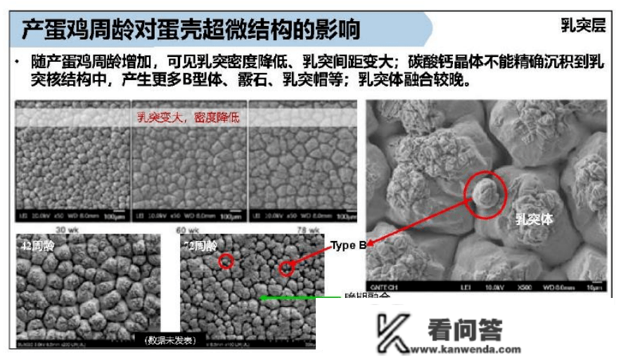 你算过吗，蛋壳破损率高会给鸡场形成几丧失？那6个原因必然要引起重视！