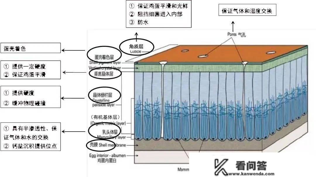 你算过吗，蛋壳破损率高会给鸡场形成几丧失？那6个原因必然要引起重视！