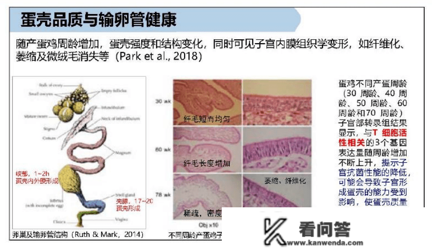 你算过吗，蛋壳破损率高会给鸡场形成几丧失？那6个原因必然要引起重视！