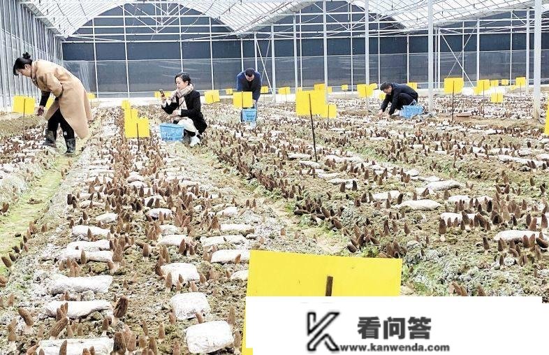 长沙羊肚菌栽培种植面积打破1000亩 均匀每亩产值超7万元