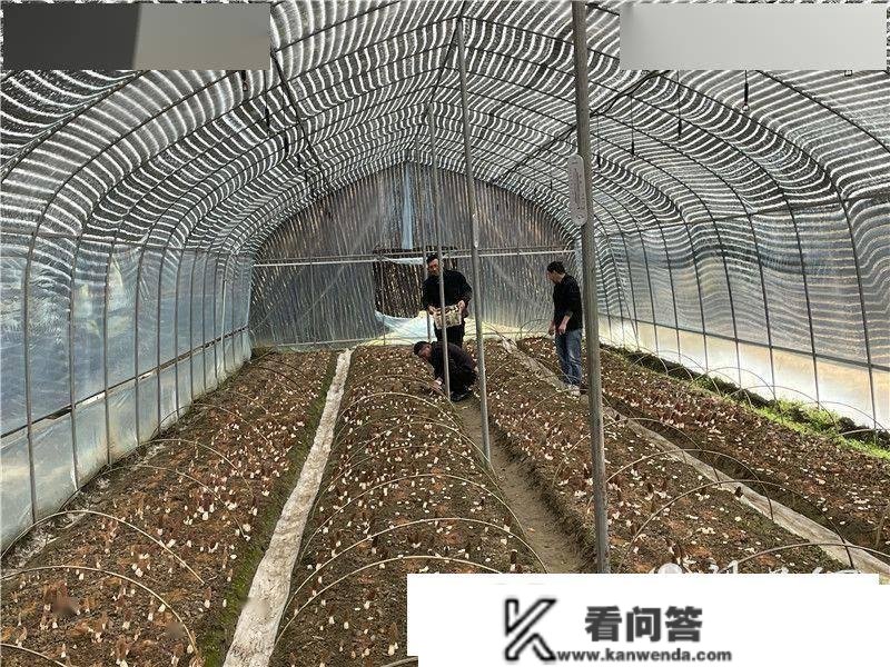 汉阴双河口镇：打造羊肚菌示范基地 为群寡致富拓宽路子