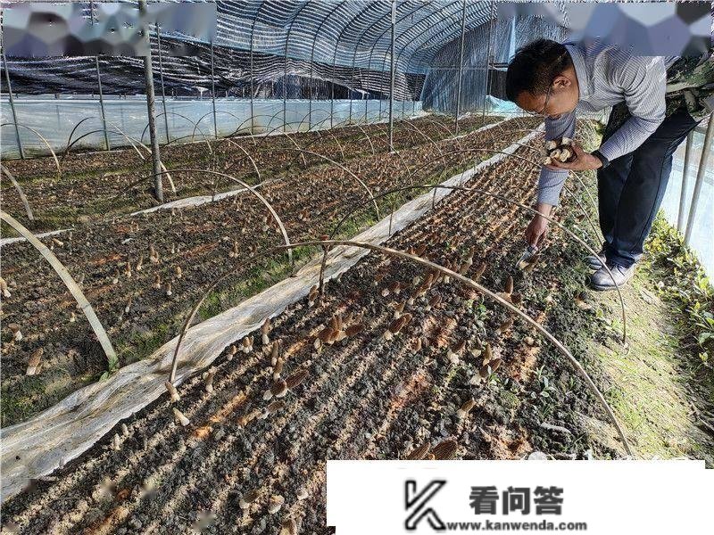 汉阴双河口镇：打造羊肚菌示范基地 为群寡致富拓宽路子